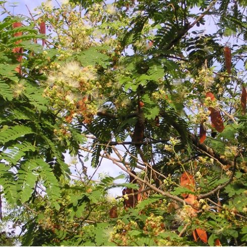 Albizia odoratissima - Ceyloni rózsafa - 5db mag/csomag