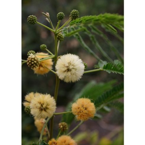 Albizia odoratissima - Ceyloni rózsafa - 5db mag/csomag