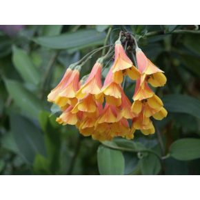 Bomarea multiflora - 5db mag/csomag