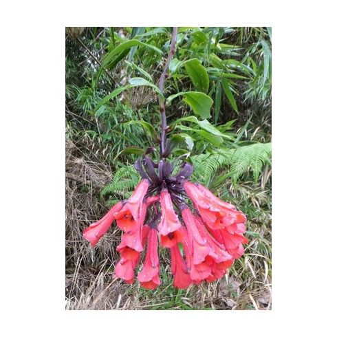 Bomarea multiflora - 5db mag/csomag