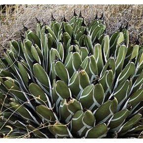 Agave nickelsiae - 5db mag/csomag