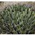 Agave nickelsiae - 5db mag/csomag