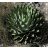 Agave nickelsiae - 5db mag/csomag