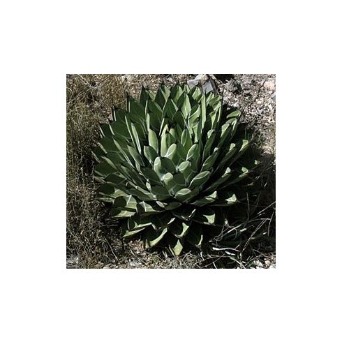 Agave nickelsiae - 5db mag/csomag