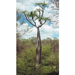 Pachypodium mikea - 5db mag/csomag