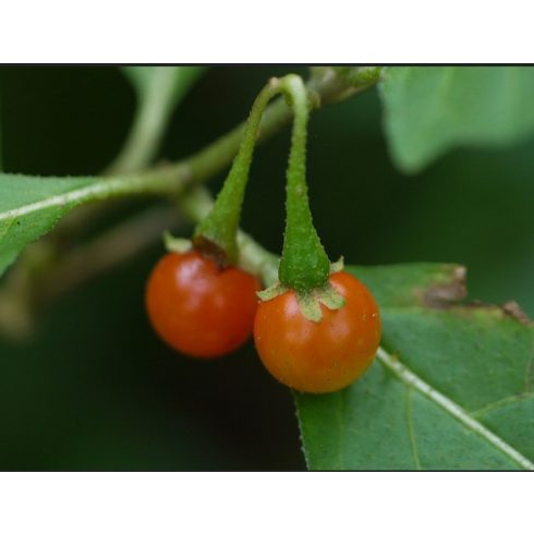 Solanum anguivi - Erdei keserűbogyó - 5db mag/csomag