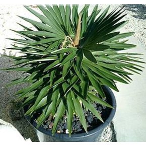 Coccothrinax borhidiana - Guano pálma - 2db mag/csomag