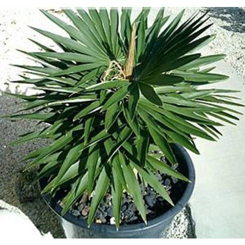 Coccothrinax borhidiana - Borhidi's Guano Palm - 2pcs seeds/packet - goldenpalm.hu