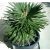 Coccothrinax borhidiana - Guano pálma - 2db mag/csomag