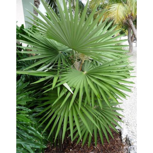 Coccothrinax borhidiana - Guano pálma - 2db mag/csomag