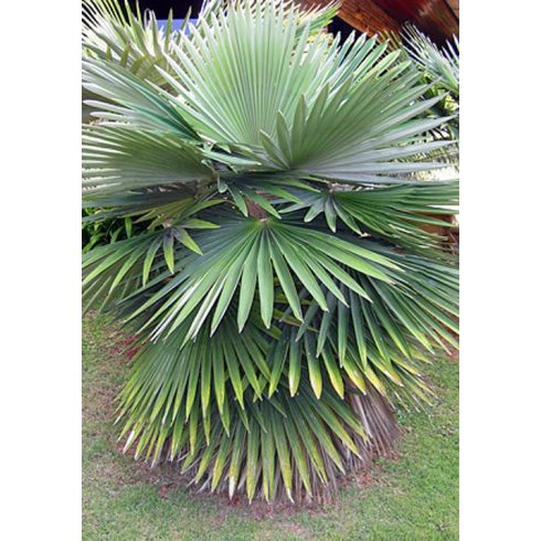 Coccothrinax borhidiana - Guano pálma - 2db mag/csomag