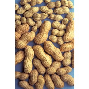 Arachis hypogaea -Földimogyoró, Búrmogyoró, Amerikaimogyoró - 5db mag/csomag
