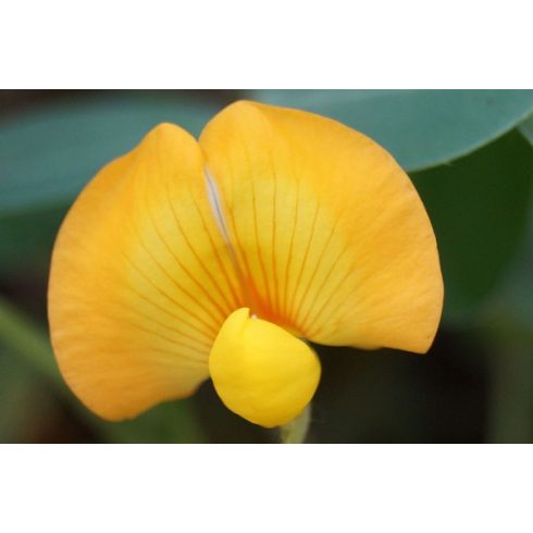 Arachis hypogaea -Földimogyoró, Búrmogyoró, Amerikaimogyoró - 5db mag/csomag