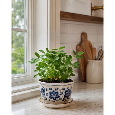 Arachis hypogaea - Földimogyoró, Búrmogyoró, Amerikaimogyoró - 5db mag/csomag