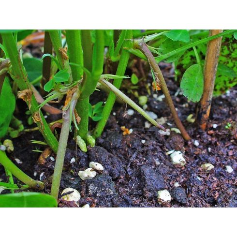 Arachis hypogaea - Földimogyoró, Búrmogyoró, Amerikaimogyoró - 5db mag/csomag