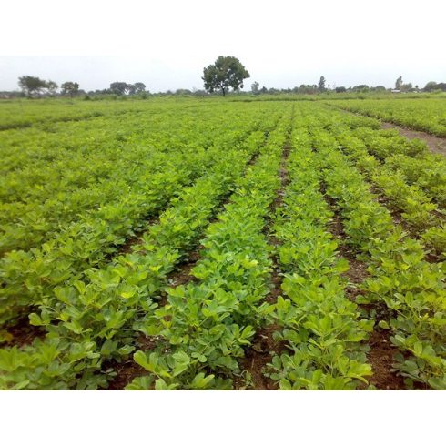 Arachis hypogaea -Földimogyoró, Búrmogyoró, Amerikaimogyoró - 5db mag/csomag