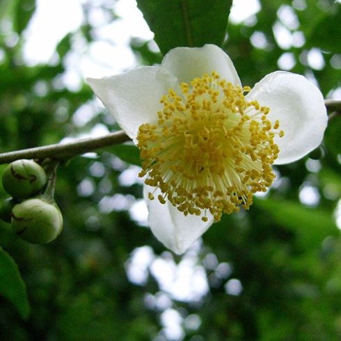 Camellia sinensis  Tea Plant - 3pcs seeds/packet - goldenpalm.hu