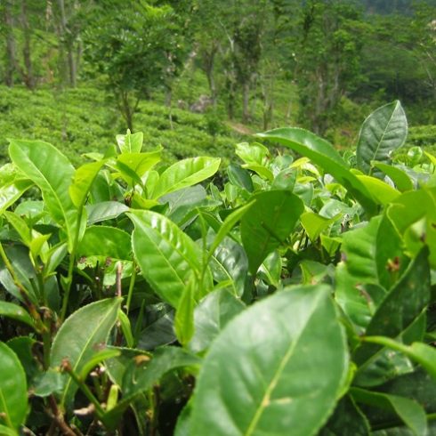 Camellia sinensis  Tea Plant - 3pcs seeds/packet - goldenpalm.hu