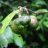   Camellia sinensis  Tea Plant - 3pcs seeds/packet - goldenpalm.hu