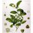   Camellia sinensis  Tea Plant - 3pcs seeds/packet - goldenpalm.hu