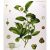 Camellia sinensis  Tea Plant - 3pcs seeds/packet - goldenpalm.hu