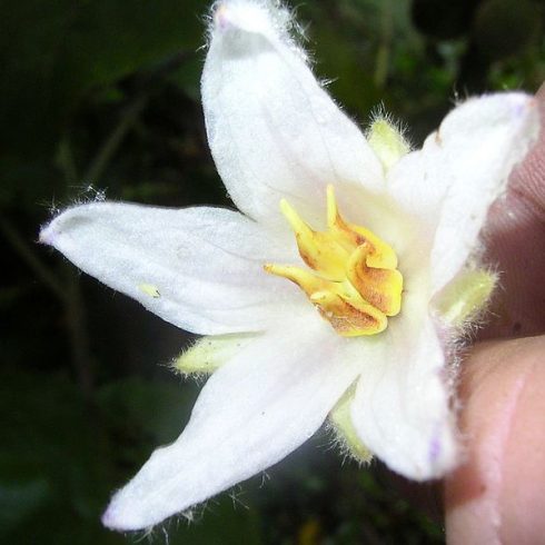 Solanum quitoense - Naranjilla - 5db mag/csomag
