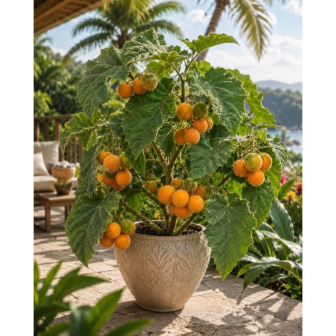 Solanum quitoense - Naranjilla - 5db mag/csomag