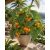 Solanum quitoense - Naranjilla - 5db mag/csomag