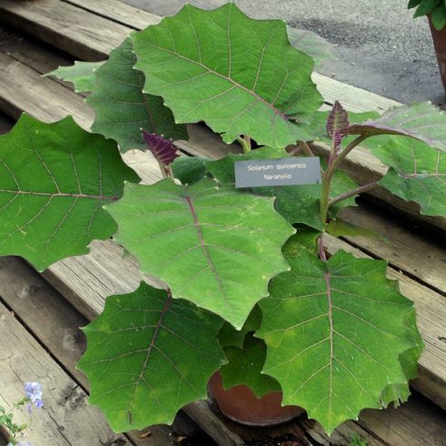 Solanum quitoense - Naranjilla - 5db mag/csomag