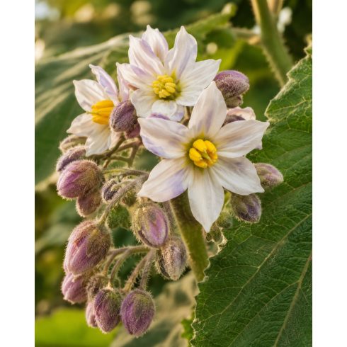 Solanum quitoense - Naranjilla - 5db mag/csomag
