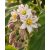 Solanum quitoense - Naranjilla - 5db mag/csomag