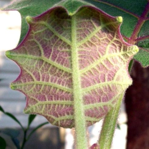 Solanum quitoense - Naranjilla - 5db mag/csomag