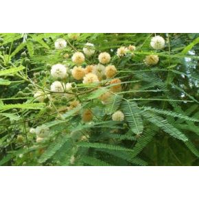 Albizia procera - 5db mag/csomag 