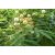 Albizia procera - 5db mag/csomag 