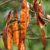 Albizia procera - 5db mag/csomag 