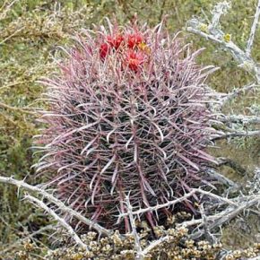 Ferocactus gracilis subsp. gracilis - 5db mag/csomag