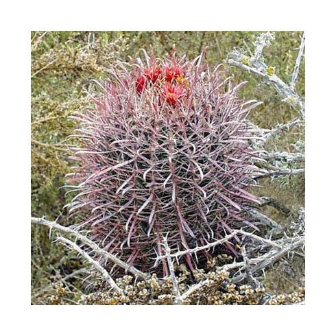 Ferocactus gracilis subsp. gracilis - 5db mag/csomag