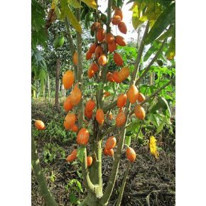 Carica monoica (Orange) - Narancs Papaya - 5db mag/csomag