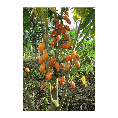 Carica monoica (Orange) - Narancs Papaya - 5db mag/csomag