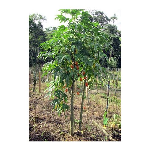 Carica monoica (Orange) - Narancs Papaya - 5db mag/csomag