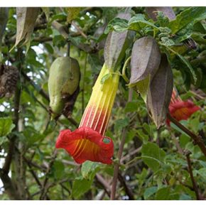   Brugmansia sanguinea - Vörös angyaltrombita - 5db mag/csomag