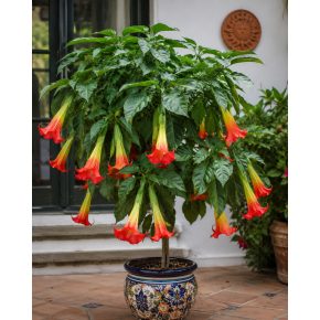   Brugmansia sanguinea - Vörös angyaltrombita - 5db mag/csomag