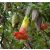Brugmansia sanguinea - Vörös angyaltrombita - 5db mag/csomag