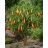   Brugmansia sanguinea - Vörös angyaltrombita - 5db mag/csomag