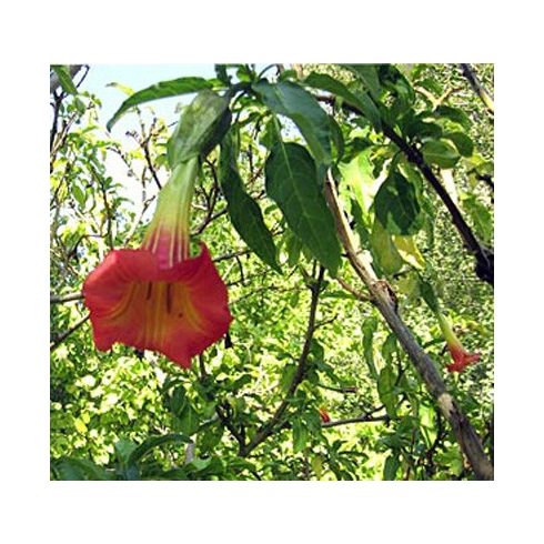 Brugmansia sanguinea - Vörös angyaltrombita - 5db mag/csomag