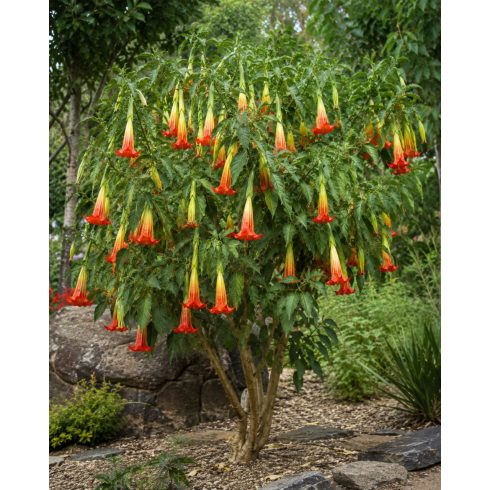 Brugmansia sanguinea - Vörös angyaltrombita - 5db mag/csomag