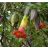   Brugmansia sanguinea - Vörös angyaltrombita - 5db mag/csomag