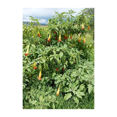 Brugmansia sanguinea - Vörös angyaltrombita - 5db mag/csomag