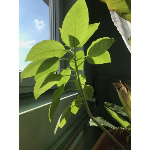Brugmansia sanguinea - Vörös angyaltrombita - 5db mag/csomag