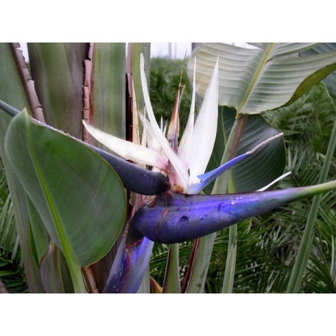 Strelitzia nicolai - Kék papagájvirág - 5db mag/csomag